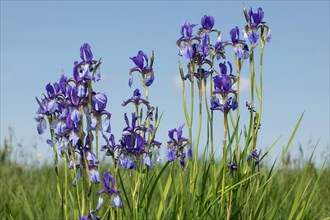 Siberian iris several inflorescences with open blue flowers next to each other against a blue sky