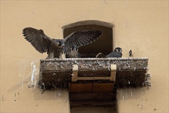 Peregrine falcon three fledglings with open wings sitting on balcony at town hall tower different sighting