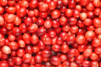 Ripe fruits of the cranberry