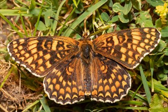Fritillary fritillary butterfly butterfly with open wings sitting on green grass from behind