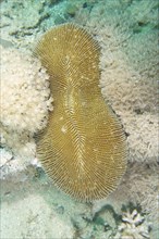 Oval mushroom coral