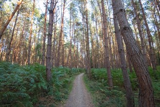Hiking trail in the Darss primeval forest