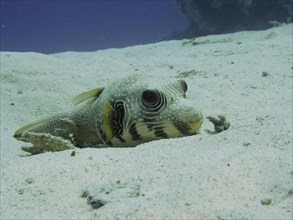 A white-spotted puffer