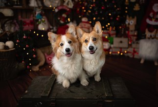 Christmas scene with beautiful Pembroke Welsh corgi dogs