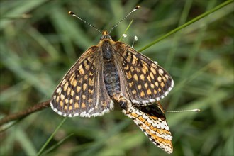 Plantain Fritillary Male and female mating sitting seeing differently