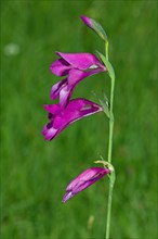 Swamp gladiolus Flower panicle with three open red flowers