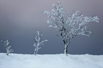 Snow-covered row of trees in snowy landscape