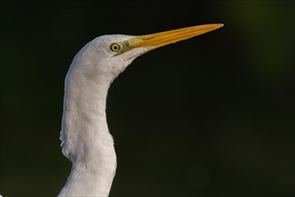 Portrait of a Great egret