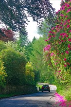 Huge rhododendrons tower over a narrow road