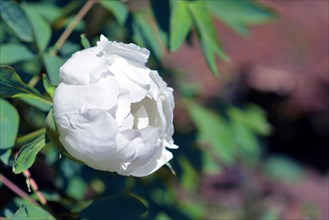 White Chinese peony flower in full bloom in early spring on blurry leaf background