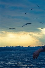 Seagulls flying in sky in Istanbul of Turkey