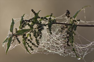 Spinnweben mit Tautropfen in einer Brennnessel
