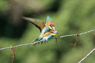 Bee-eater two birds mating with open wings sitting on wire right looking