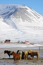 Icelandic horses huddle around a small feeding station in winter