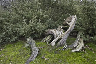 Old common juniper