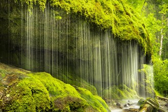 The Dietfurt waterfall with lots of moss in the forest