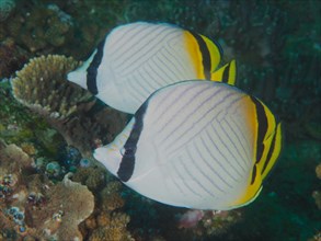 Pair of vagabond butterflyfish