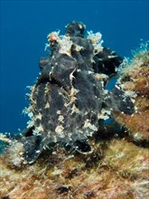 Giant frogfish