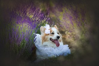 Dog Corgi Welsh Pembroke in the guise of a groom standing in a lavender field. Lavender field in Poland