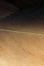 Beautiful bird feathers for decorative purposes