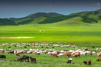 Summer life of the nomads. Bulgan Province