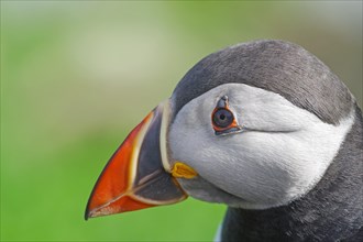 Head of a puffin with many details
