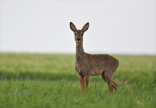 European roe deer