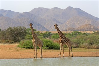 Southern giraffe