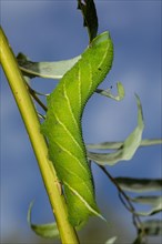 Evening peacock caterpillar hanging on stalk with green leaves feeding looking up against blue sky