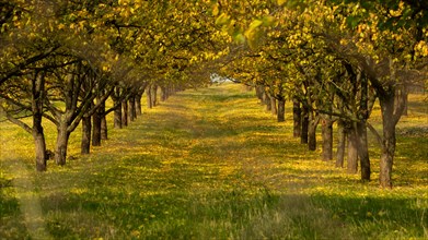 A beautifully lit alley of trees in the orchard. Moravia