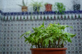 Flowerpot with green leaves and window with raindrops on the outside