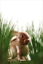 Chocolate Easter Bunny in the Grass