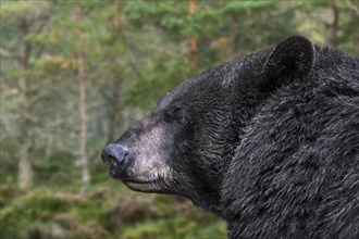Close-up portrait of American black bear