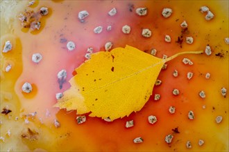 Yellow leaf on toadstool