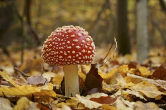 A young fly agaric