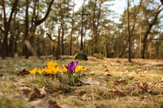 Blooming Crocus in early spring in the meadow. Poland