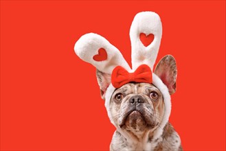 Funny French Bulldog dog wearing Easter bunny ear headband with hearts on red background