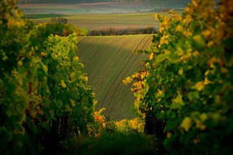 Vines in the foreground of amazing wavy Moravian fields. Czech Republic