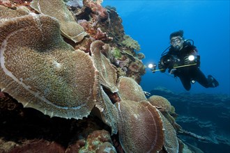 Diver Underwater Filmmaker Underwater filmmaker takes video of colony of sea anemone giant cup mushroom