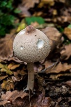 Mushrooms plant in autumn in the forest in view