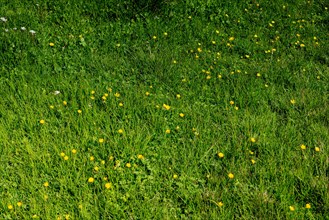 Green grass on highland meadow in in Artvin in Turkey