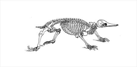 Skeleton of the spiny hedgehog