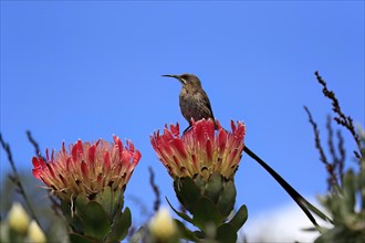 Cape sugarbird