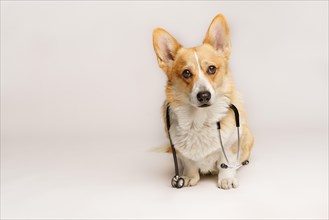 A cute pembroke Welsh Corgi dog sits with a stethoscope around his neck. Studio