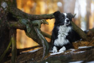 A Border Collie dog poses and shows various tricks in a somewhat wintery setting. Little snow