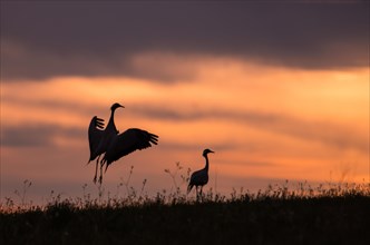 The grey cranes