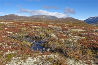 Dovrefjell National Park in autumn