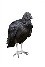 American black vulture
