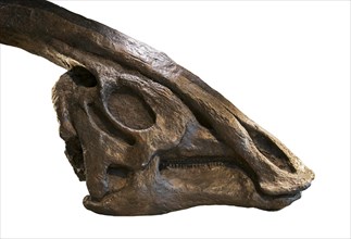 Fossilized dinosaur skull of Parasaurolophus walkeri against white background
