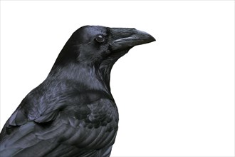 Close up of common raven